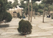 قنبر سیاه