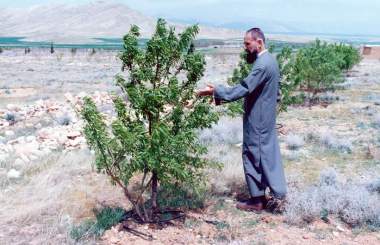 آیت‌الله حاج شیخ محی‌الدین حائری شیرازی در آینه تصاویر(3)  